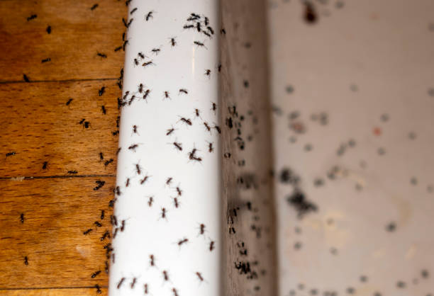 Best Affordable Pest Control Services  in Citrus, CA